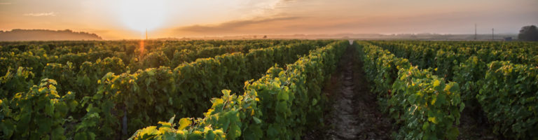 VISITE DE CAVE LIMERAY QUEL VITICULTEUR CHOISIR visual data 3